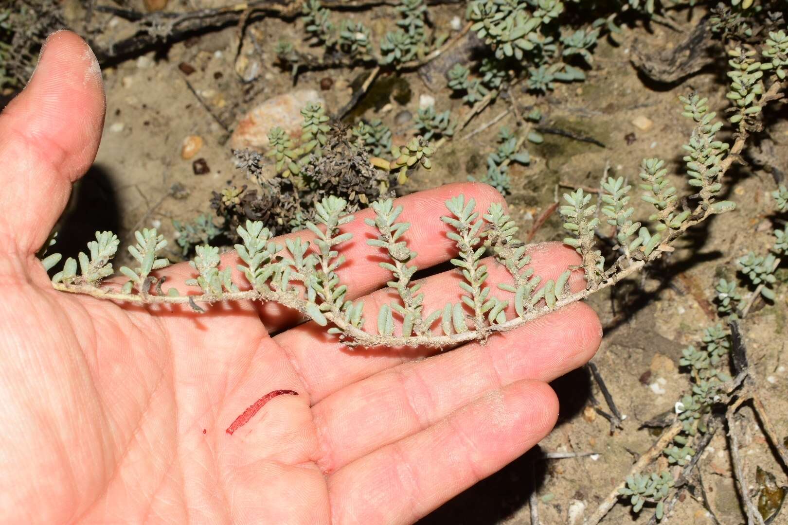 Image of Beach Seepweed