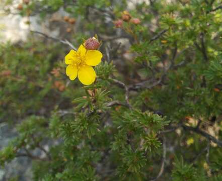 Dasiphora parvifolia (Fisch. ex Lehm.) Juz.的圖片