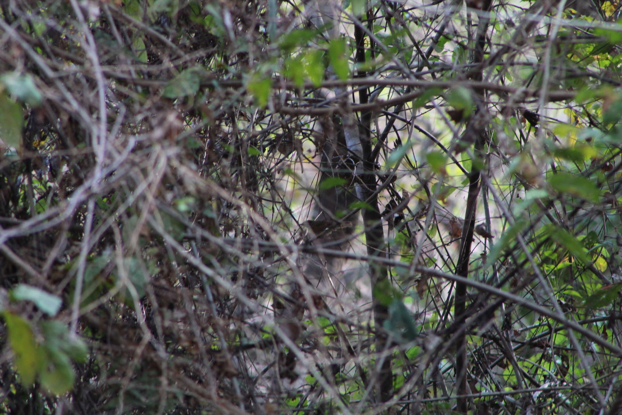 Image of Happy Wren