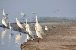 Image of Ardea alba alba Linnaeus 1758