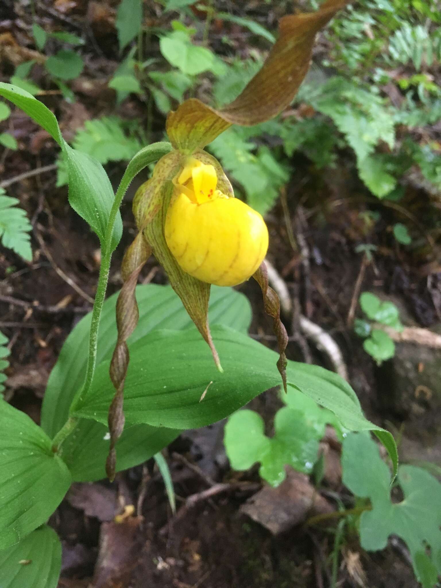 Imagem de Cypripedium parviflorum var. parviflorum