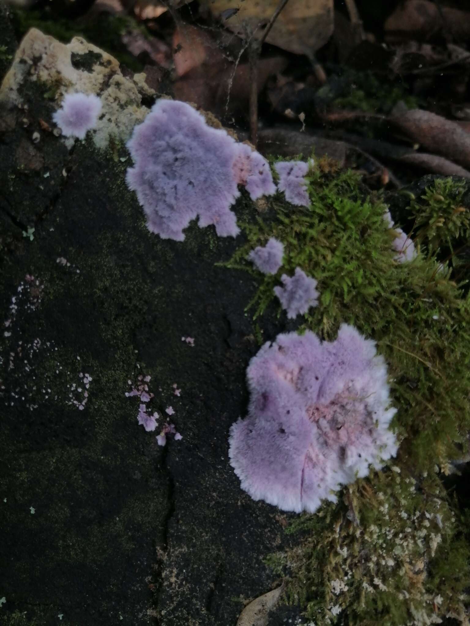 Слика од Hypochnella violacea Auersw. ex J. Schröt. 1888