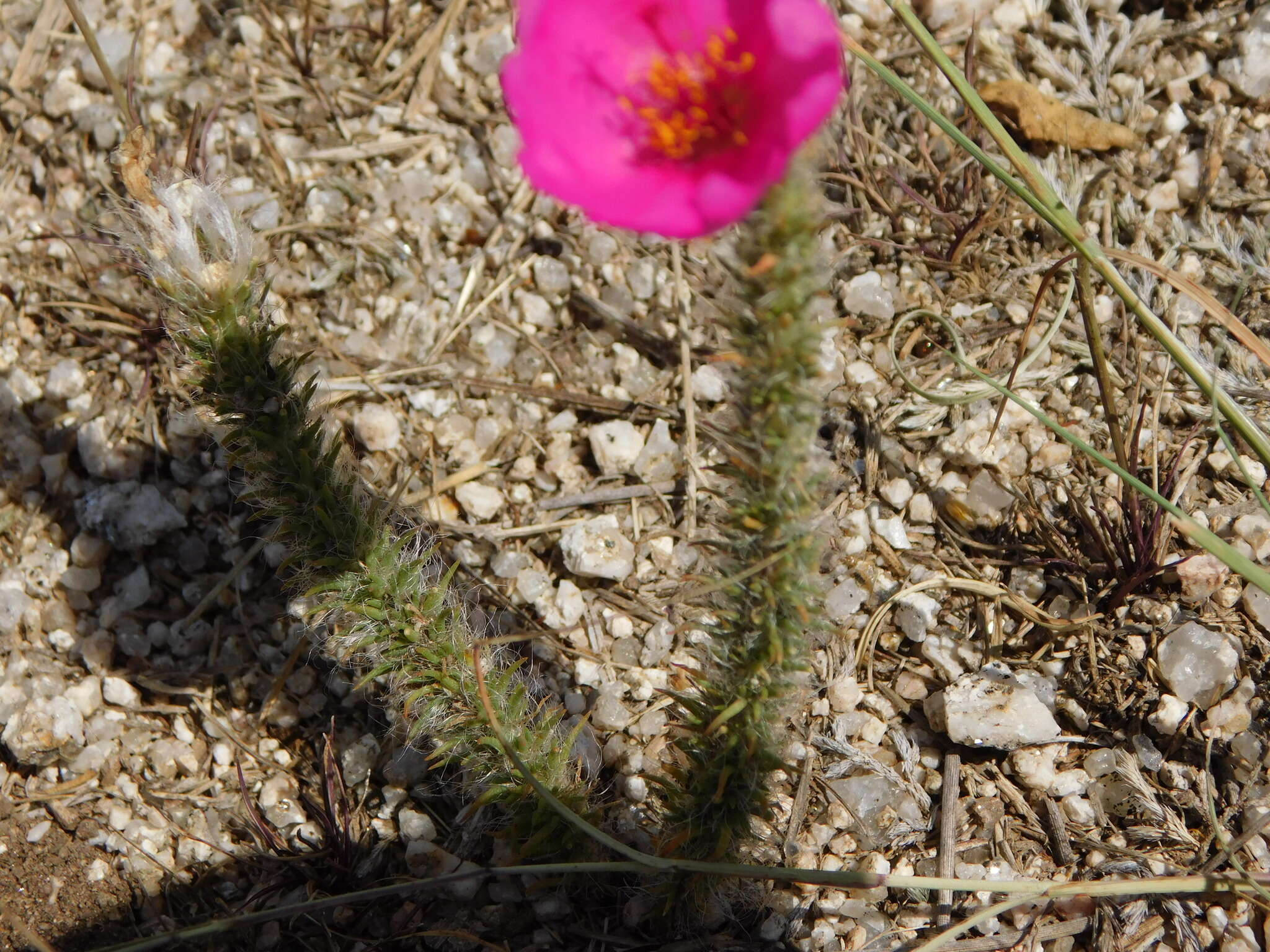 Portulaca eruca Hauman resmi