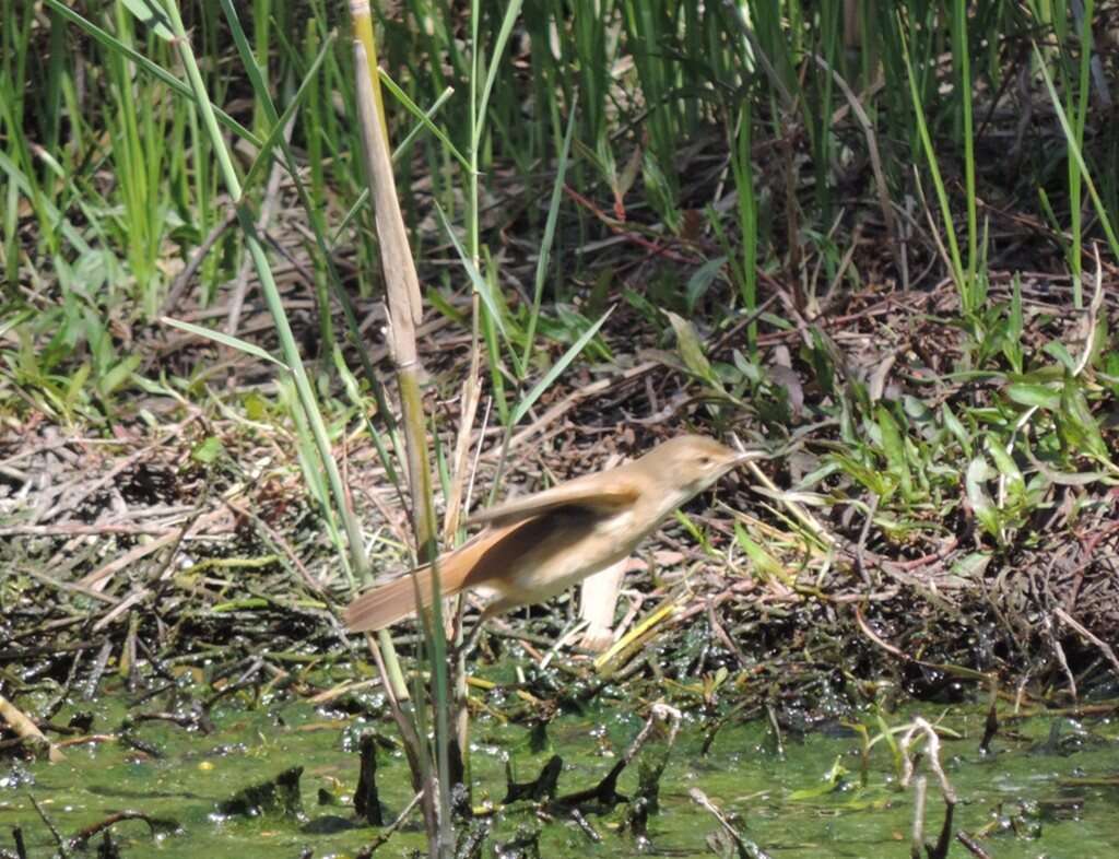 Image of Australian Reed Warbler