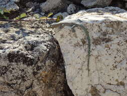 Image of Sharp-snouted Rock Lizard