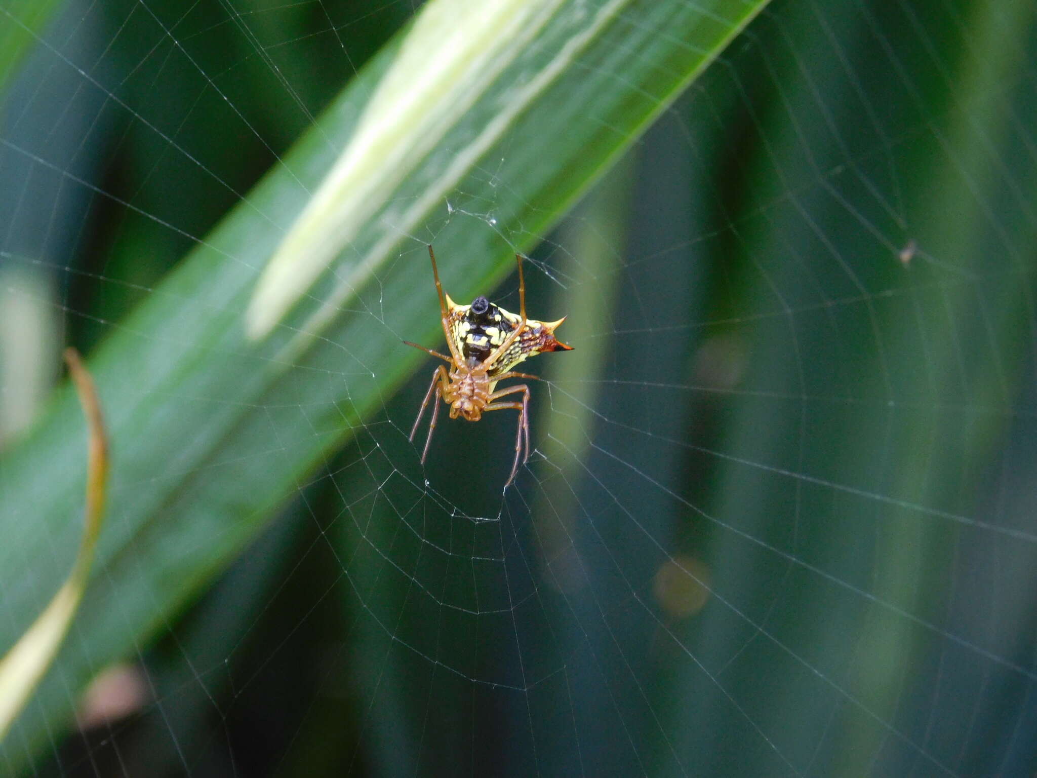 Image of Micrathena furcata (Hahn 1822)