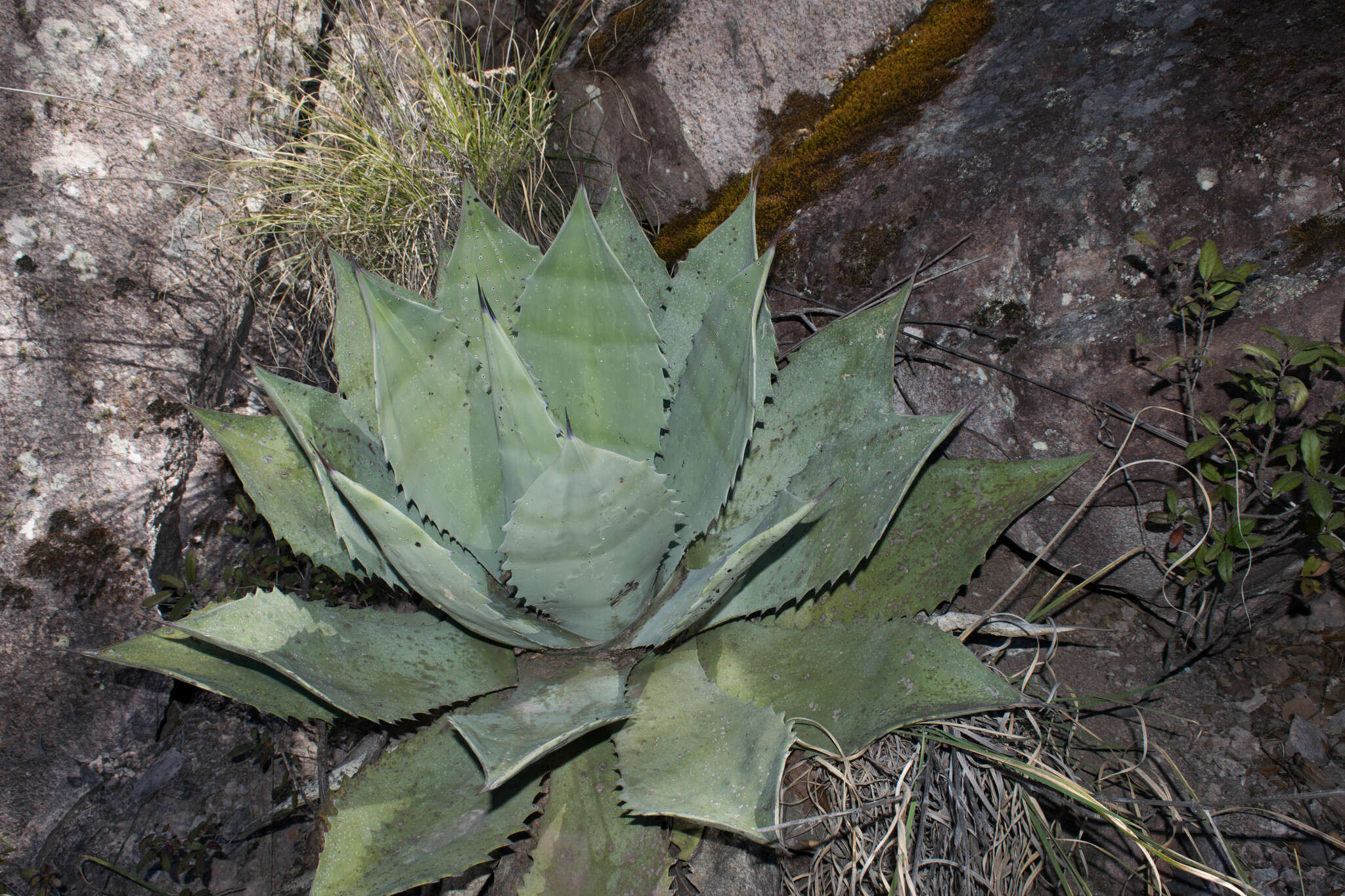 Image of Agave durangensis Gentry