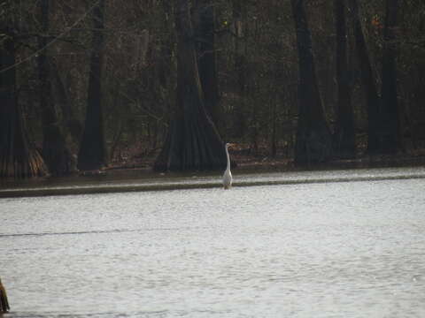 Image of Ardea alba egretta Gmelin & JF 1789