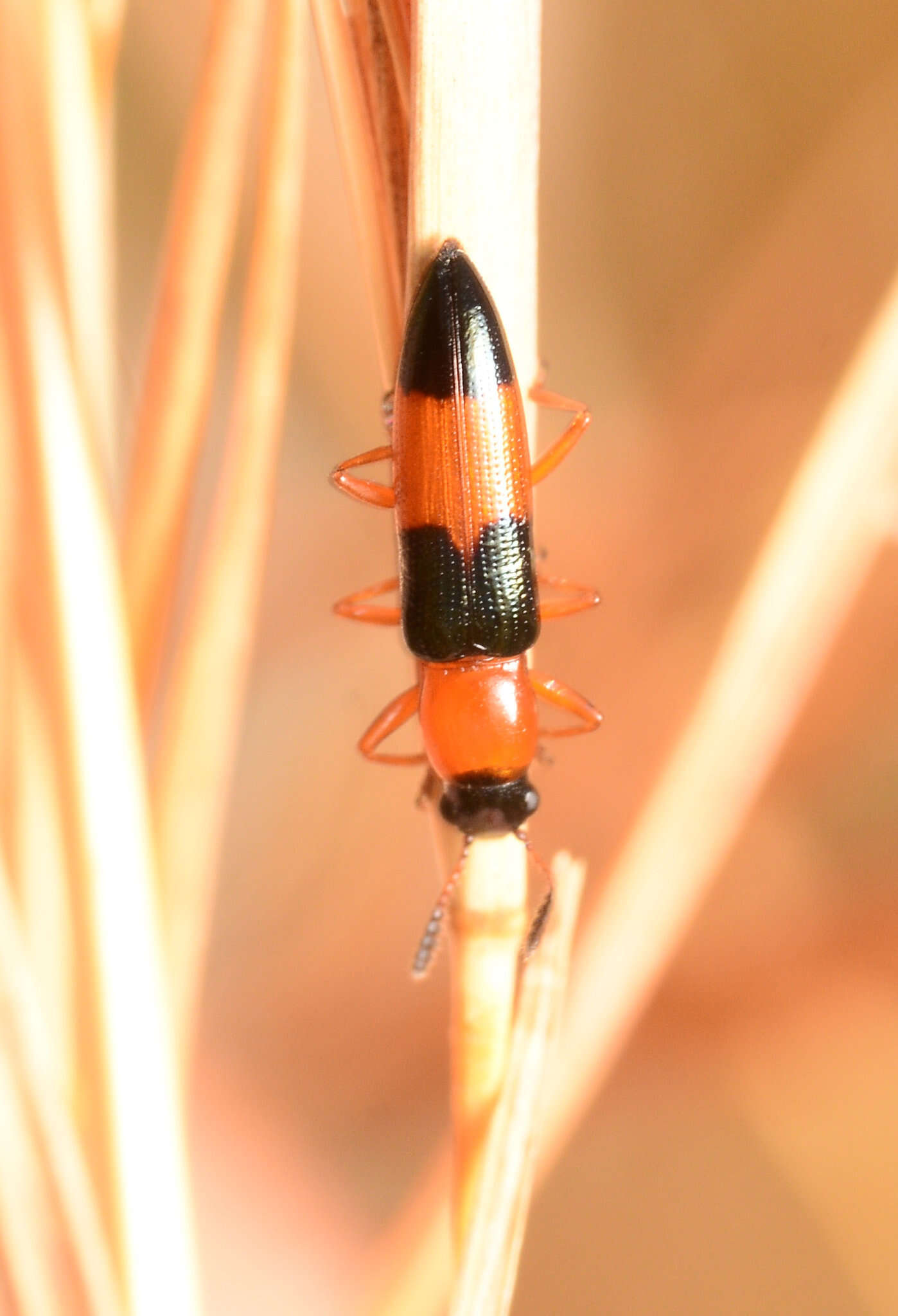 Languria trifasciata Say 1823 resmi