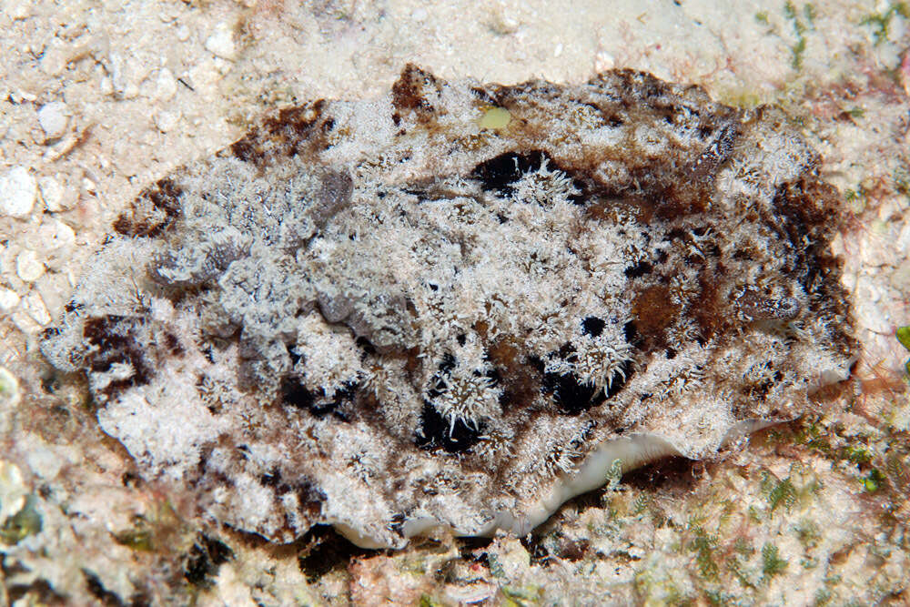 Hoplodoris desmoparypha Bergh 1880 resmi