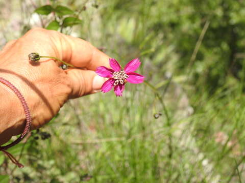 Image of Cosmos ochroleucoflorus Melchert