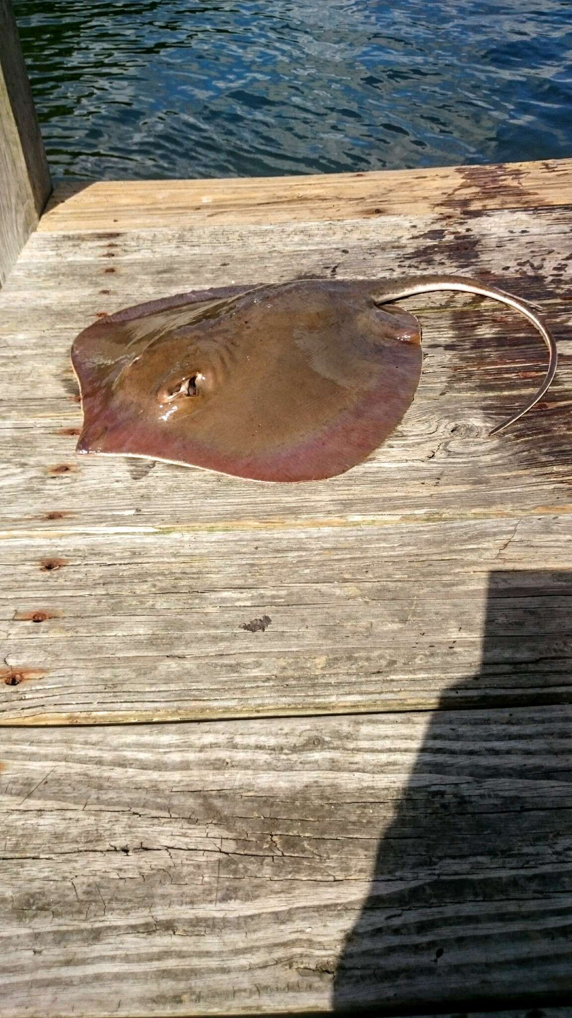 Image of Atlantic Stingray