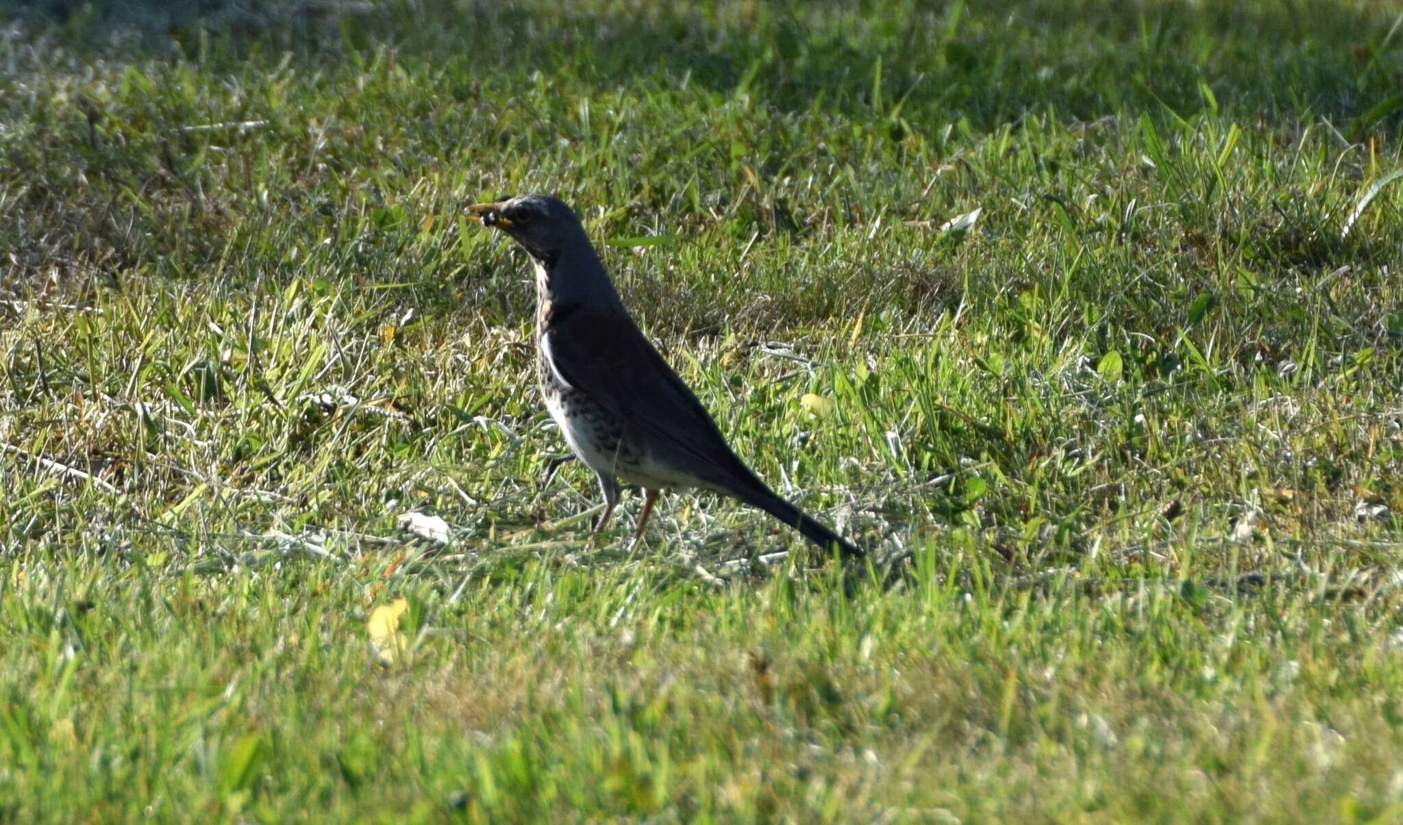 Image of Fieldfare