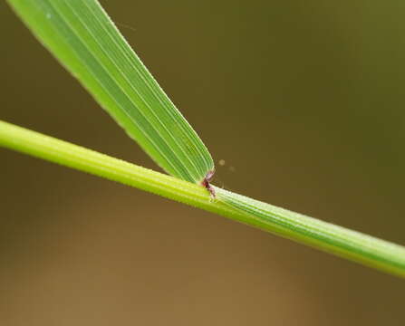 Imagem de Ehrharta juncea (R. Br.) Spreng.