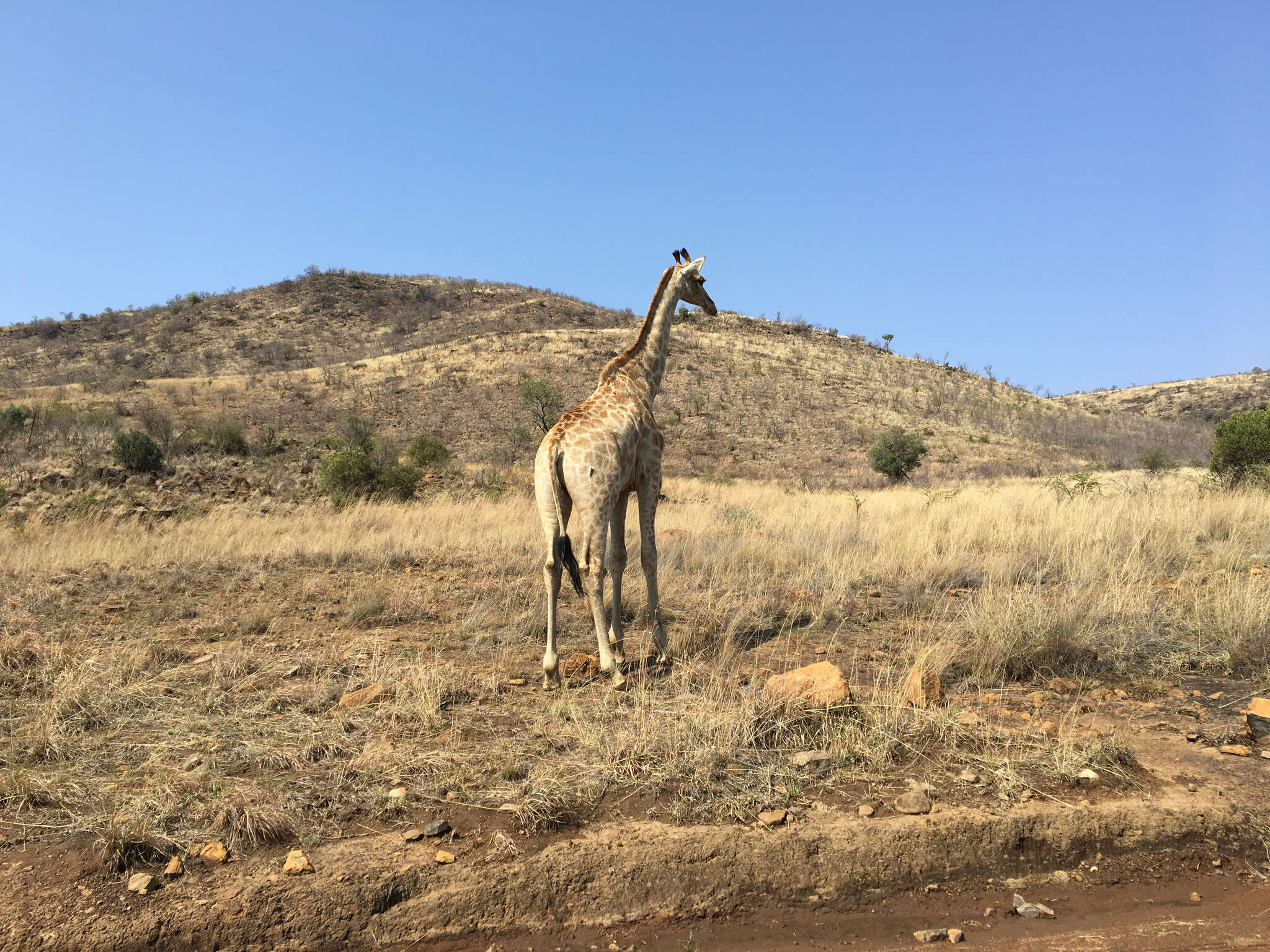 Image of Southern giraffe