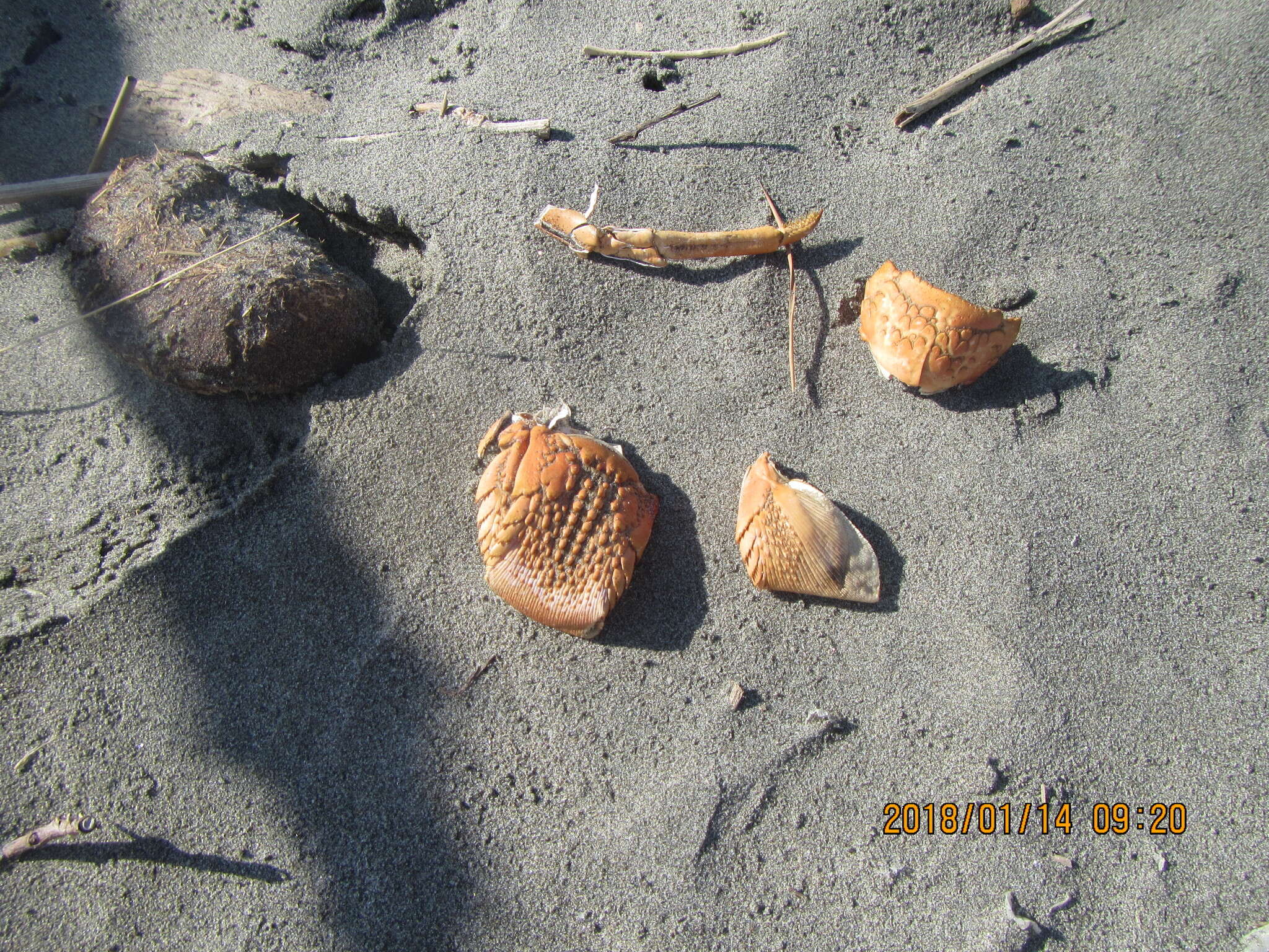 Image of Red Rock Lobster