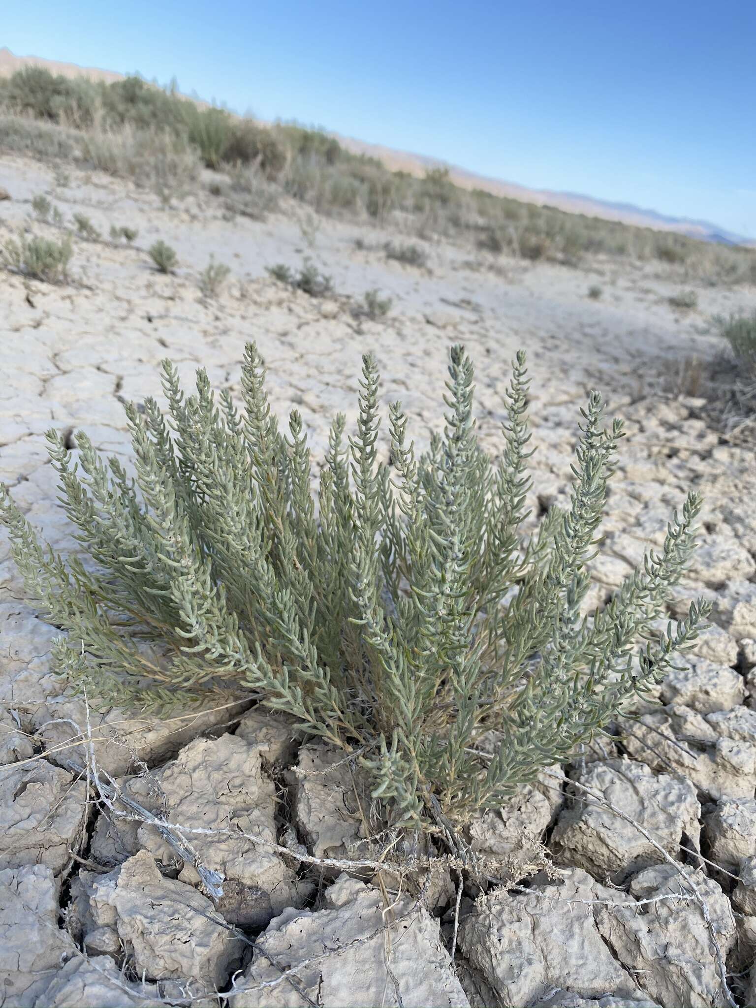 Plancia ëd Neokochia americana (S. Watson) G. L. Chu & S. C. Sand.