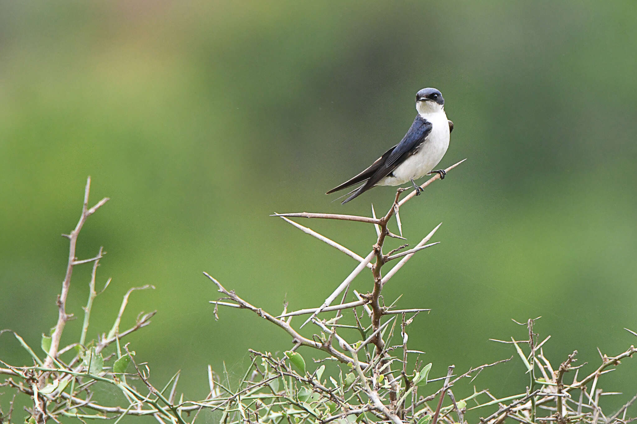 Слика од Hirundo dimidiata dimidiata Sundevall 1850