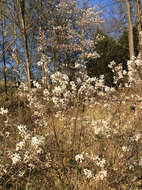 Image de Amelanchier lamarckii F. G. Schroed.