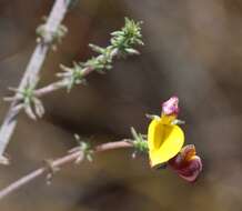 Слика од Aspalathus retroflexa subsp. bicolor (Eckl. & Zeyh.) R. Dahlgren