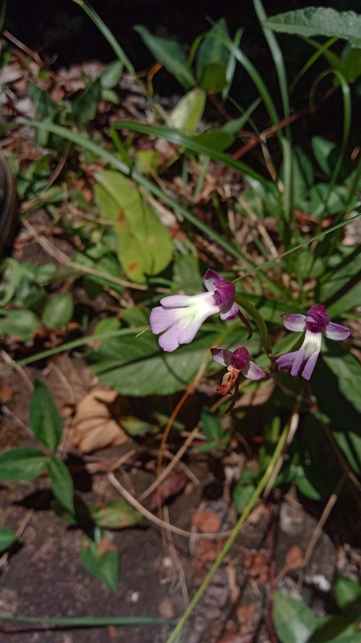 Image of Cynorkis fastigiata Thouars