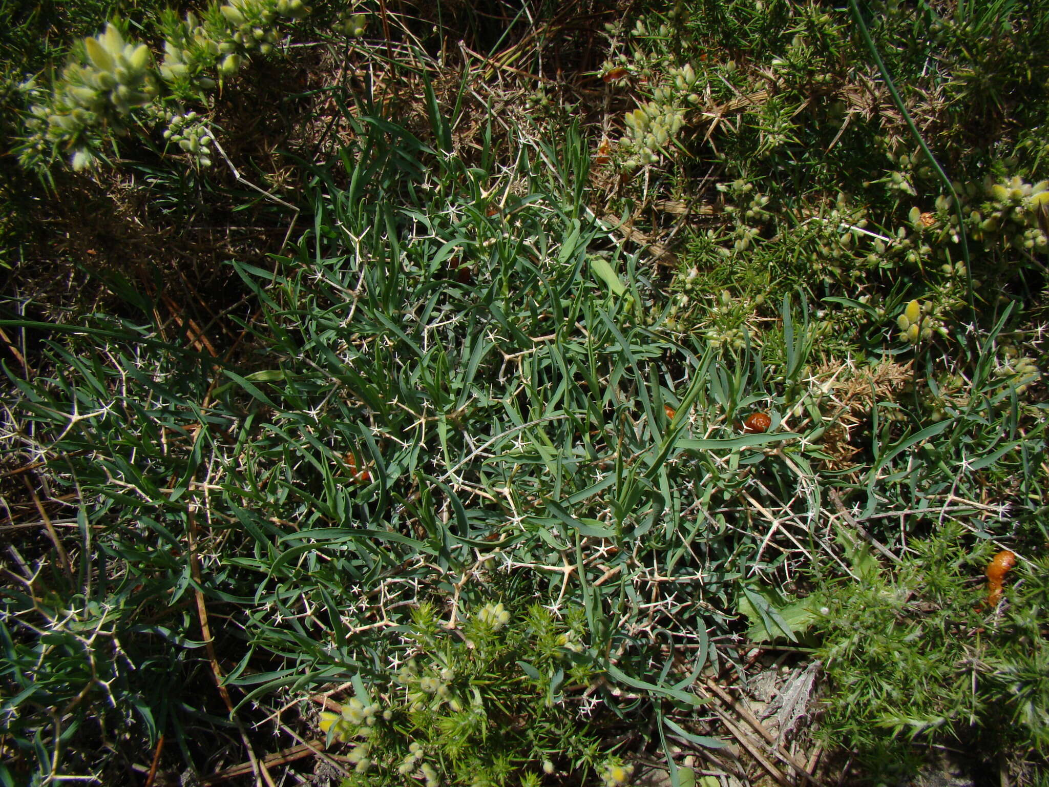 Image of Bupleurum fruticescens subsp. spinosum (Gouan) O. Bolos & Vigo