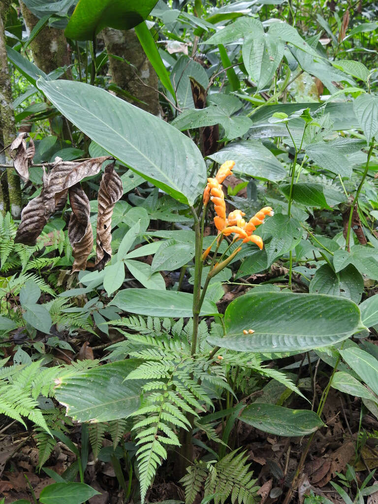 Image of Stromanthe stromanthoides (J. F. Macbr.) L. Andersson