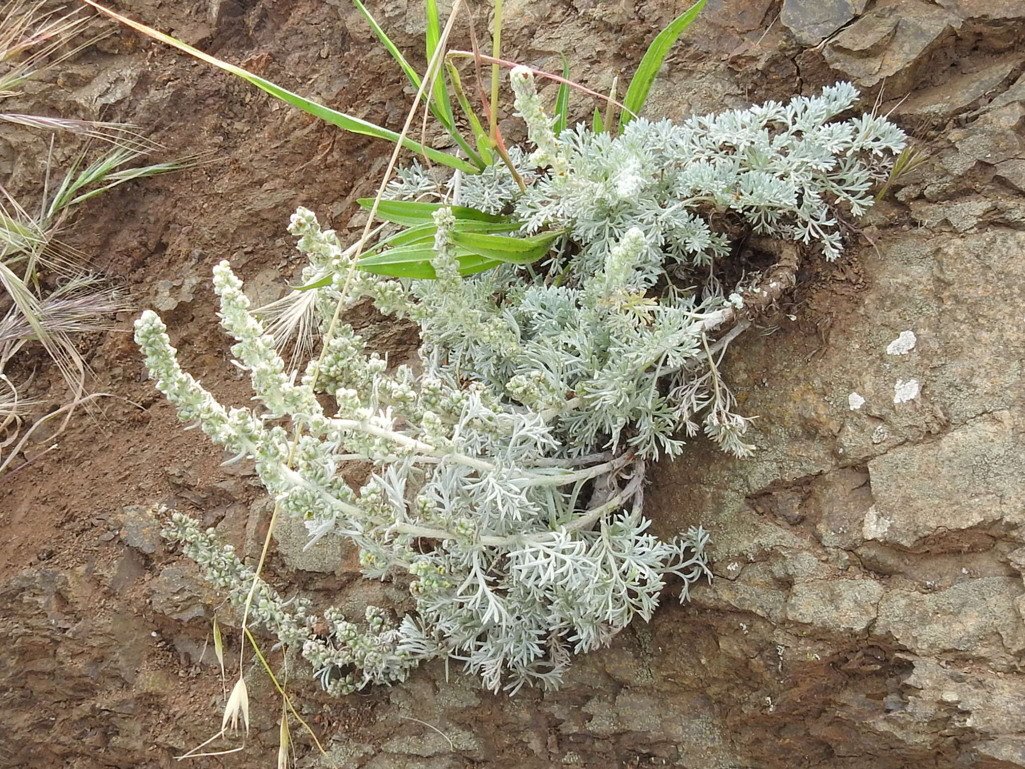 Image of beach wormwood