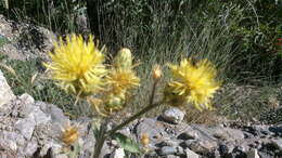 Image of Centaurea salonitana Vis.