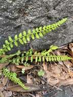 Plancia ëd Asplenium incisum Thunb.