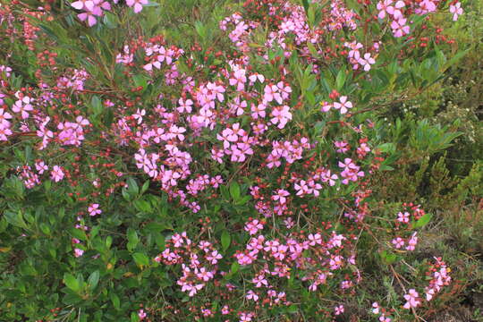 Слика од Bucquetia glutinosa (L. fil.) DC.