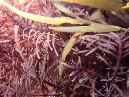 Image of Pterocladiella capillacea
