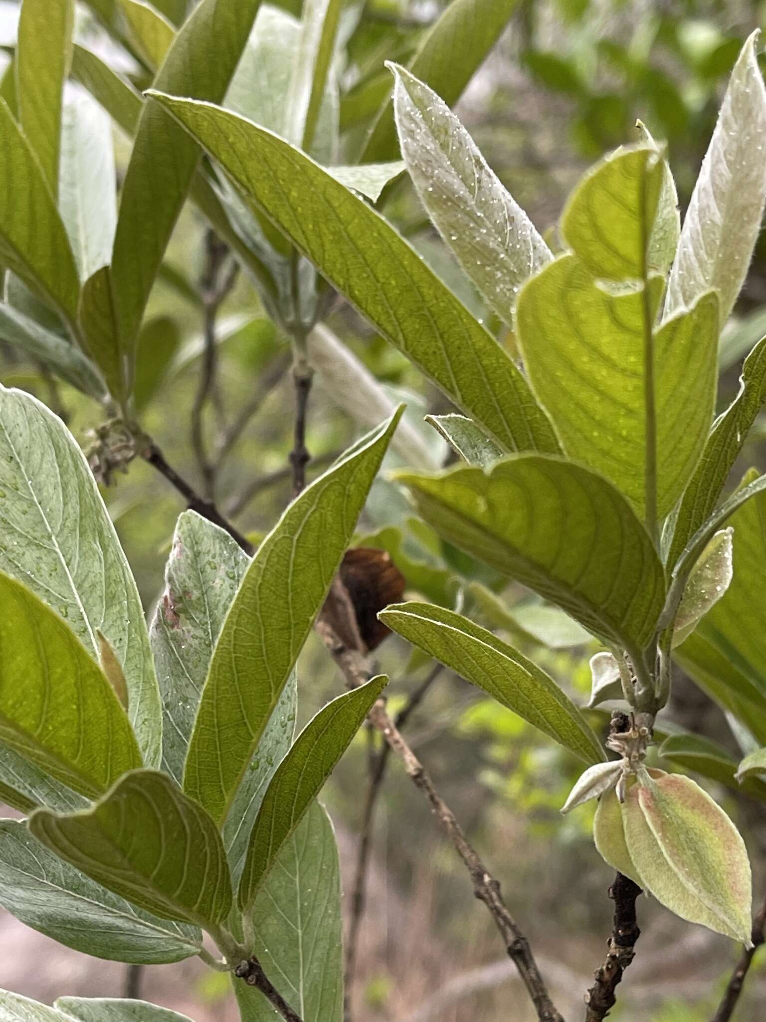 Sivun Combretum moggii Exell kuva