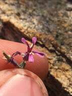 Plancia ëd Streptanthus fenestratus (Greene) J. T. Howell