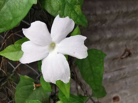 Image of Thunbergia laevis Wall. ex Nees