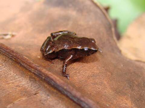 Imagem de Noblella carrascoicola (De la Riva & Köhler 1998)