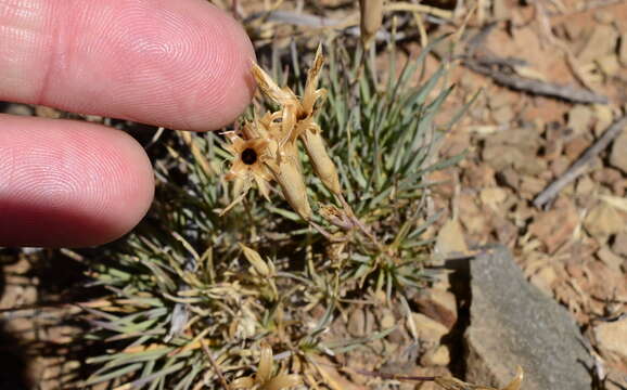 صورة Dianthus micropetalus Ser.