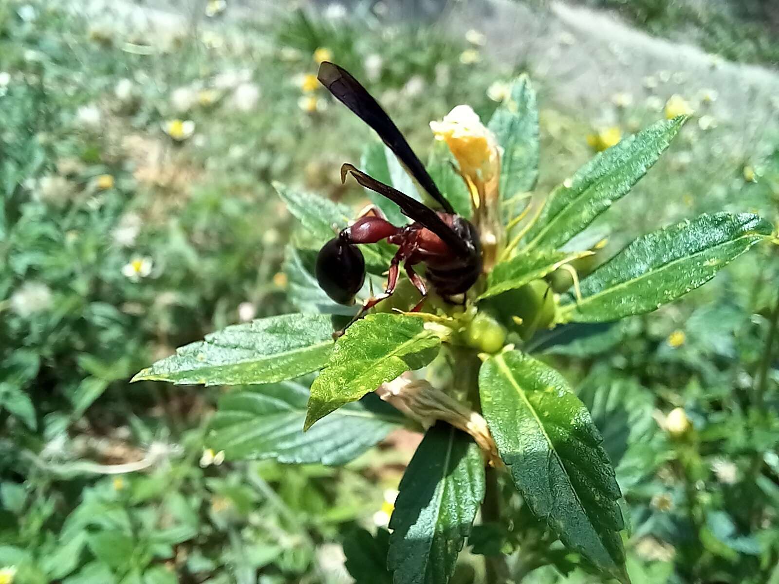 Zethus mexicanus (Linnaeus 1767)的圖片