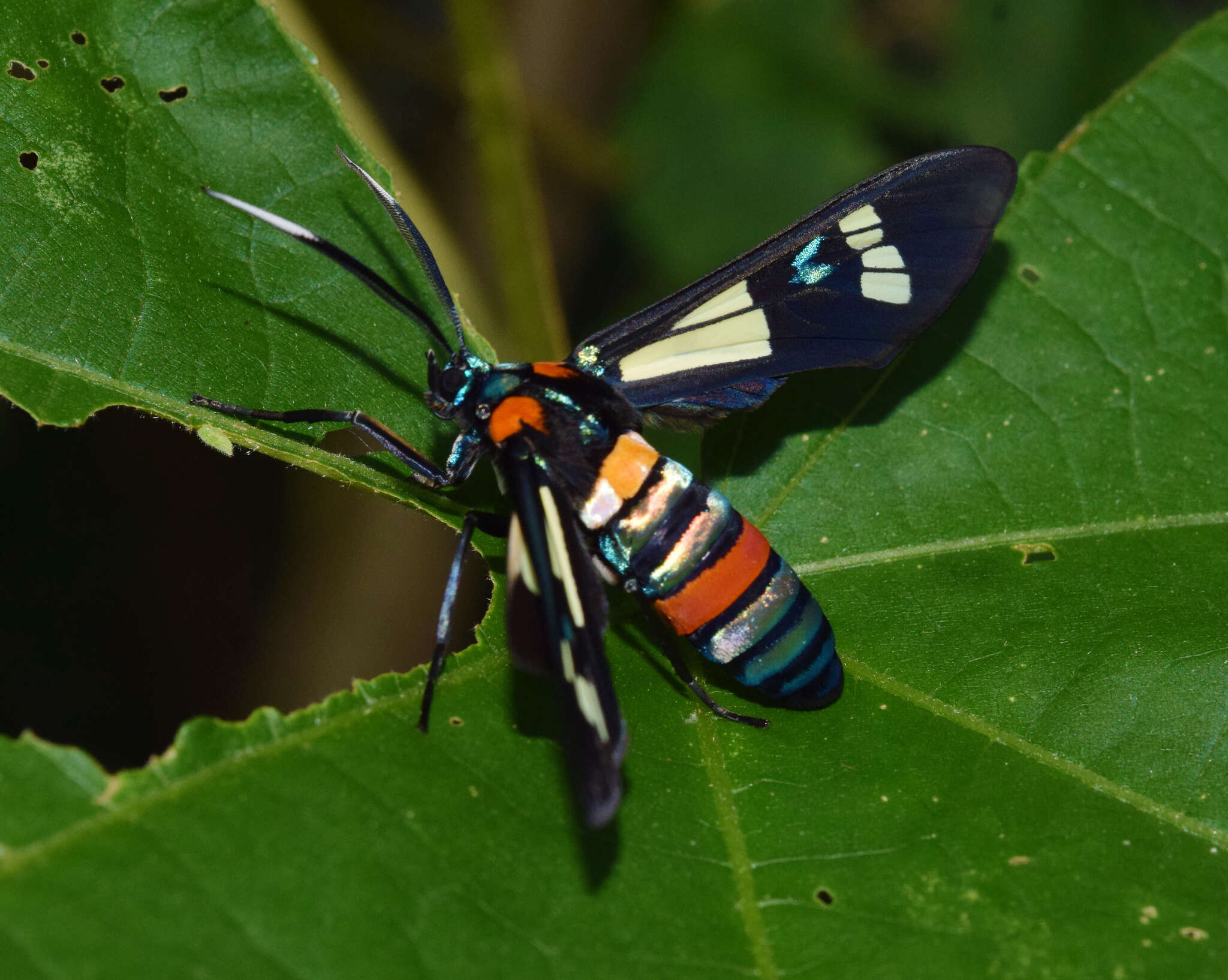 Image of Euchromia folletii Guérin-Meneville 1832