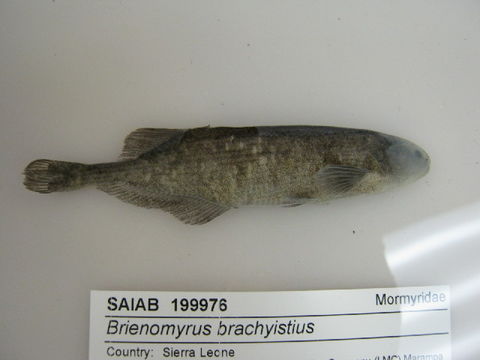 Image of Brienomyrus