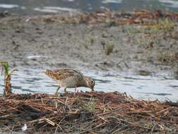 Image of Pin-tailed Snipe