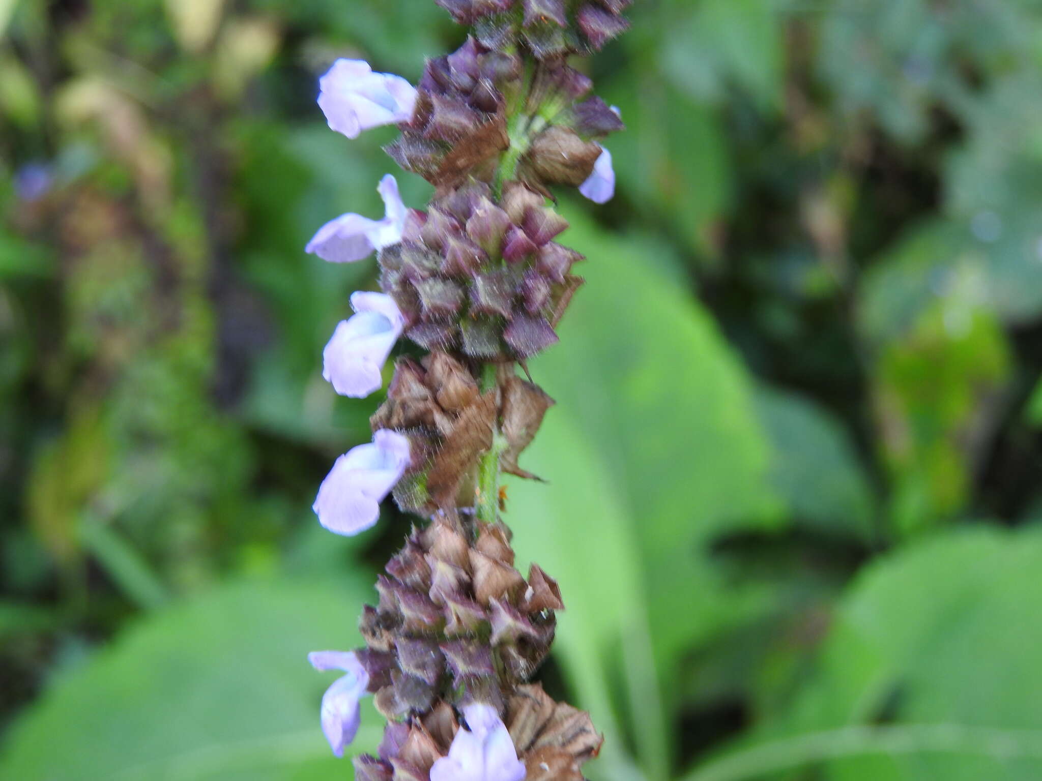 Image de Salvia mocinoi Benth.