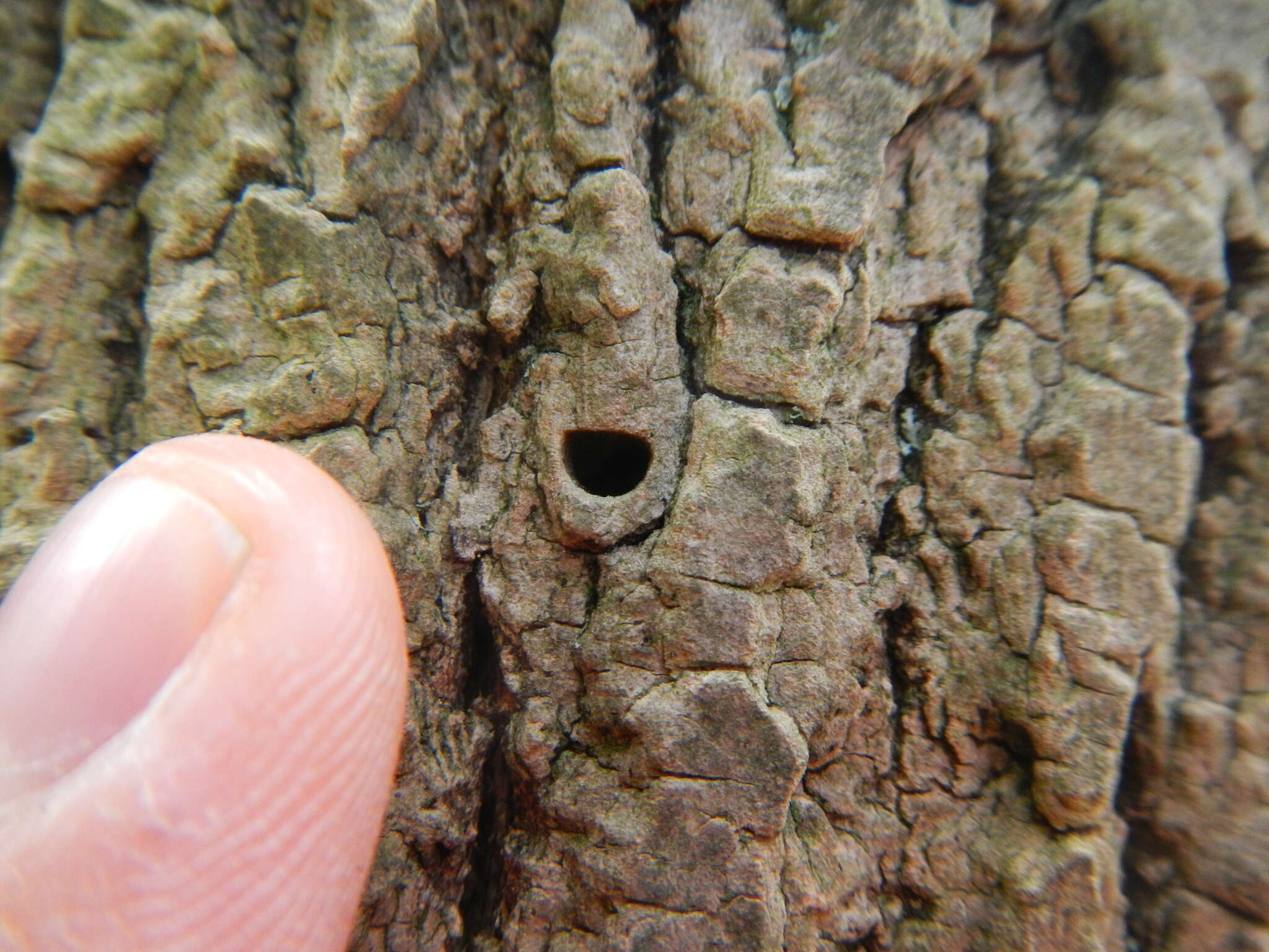 Image of Emerald ash borer