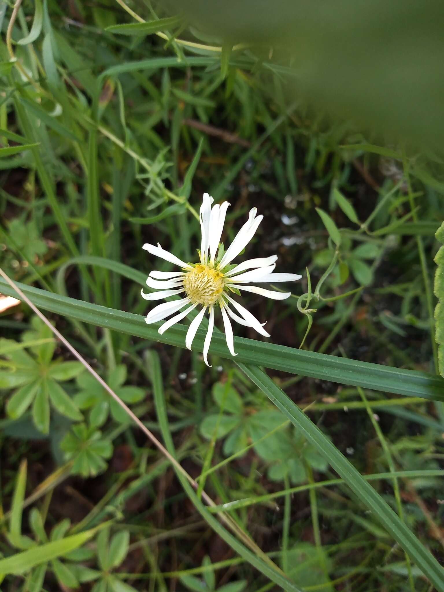 Image de Symphyotrichum trilineatum (Sch. Bip. ex Klatt) G. L. Nesom