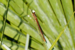 Image de Xanthocnemis zealandica (McLachlan 1873)