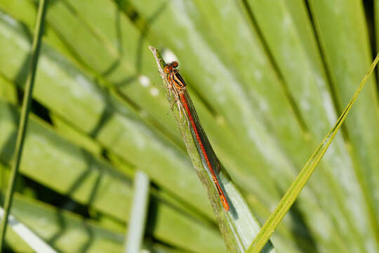 Image of Common Redcoat Damselfly