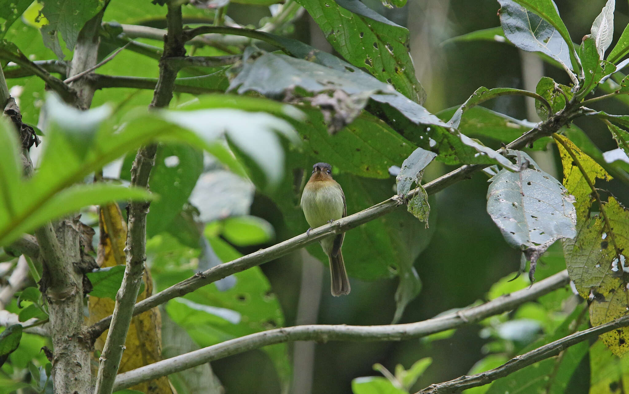 Image of Rufous-breasted Flycatcher