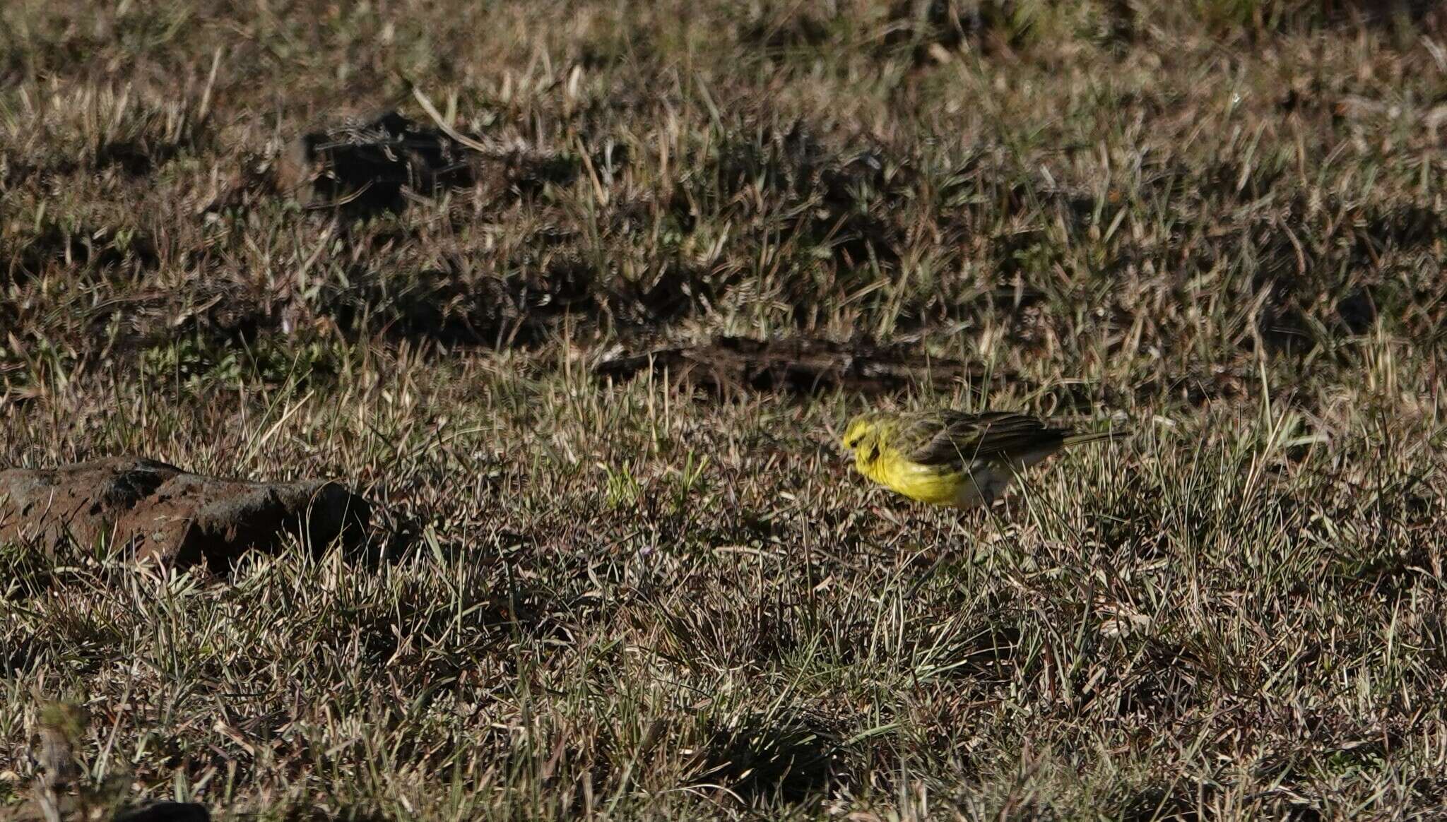 Image of White-bellied Canary