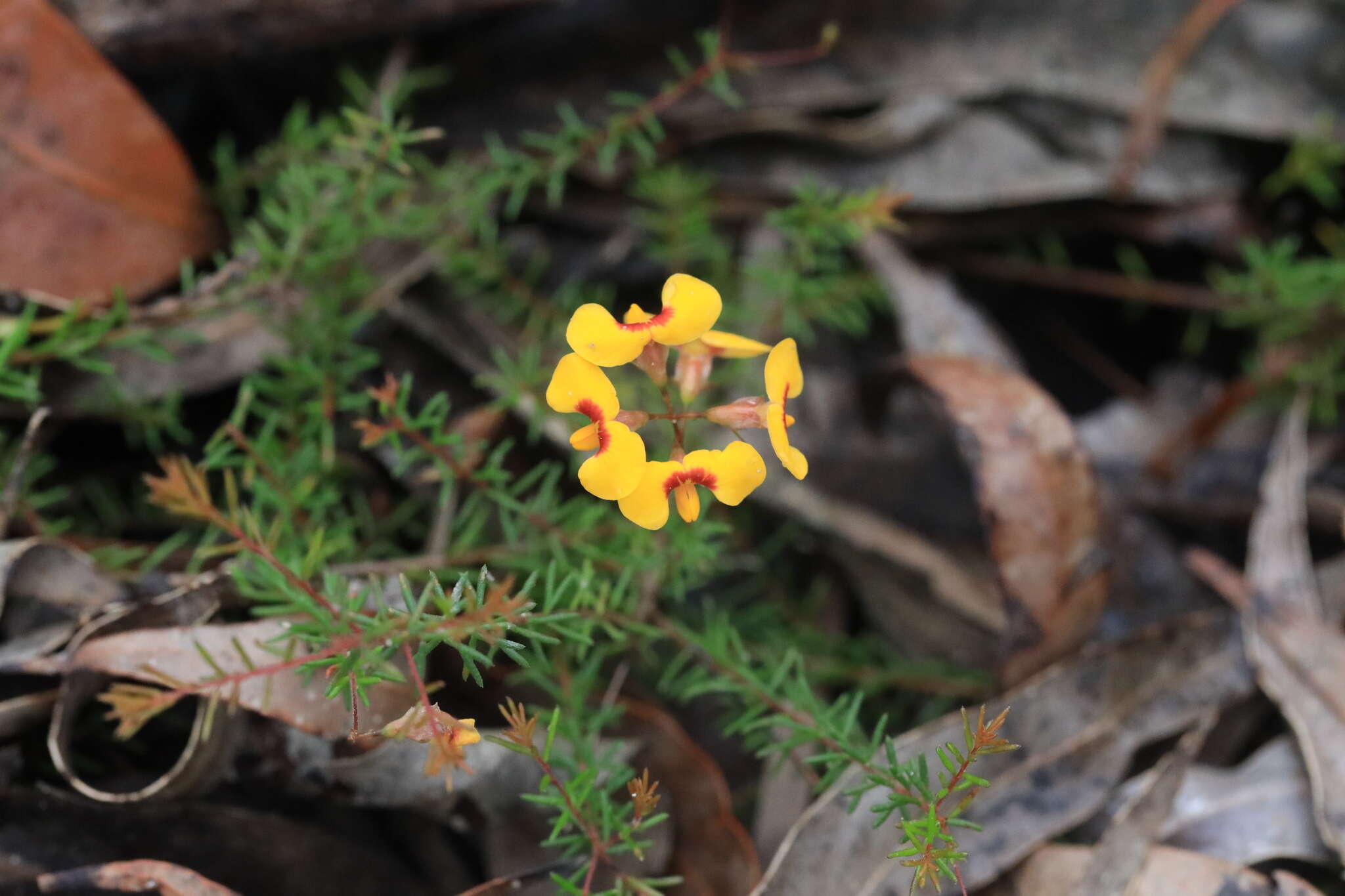 Image of Dillwynia trichopoda (Blakely) Jobson & P. H. Weston