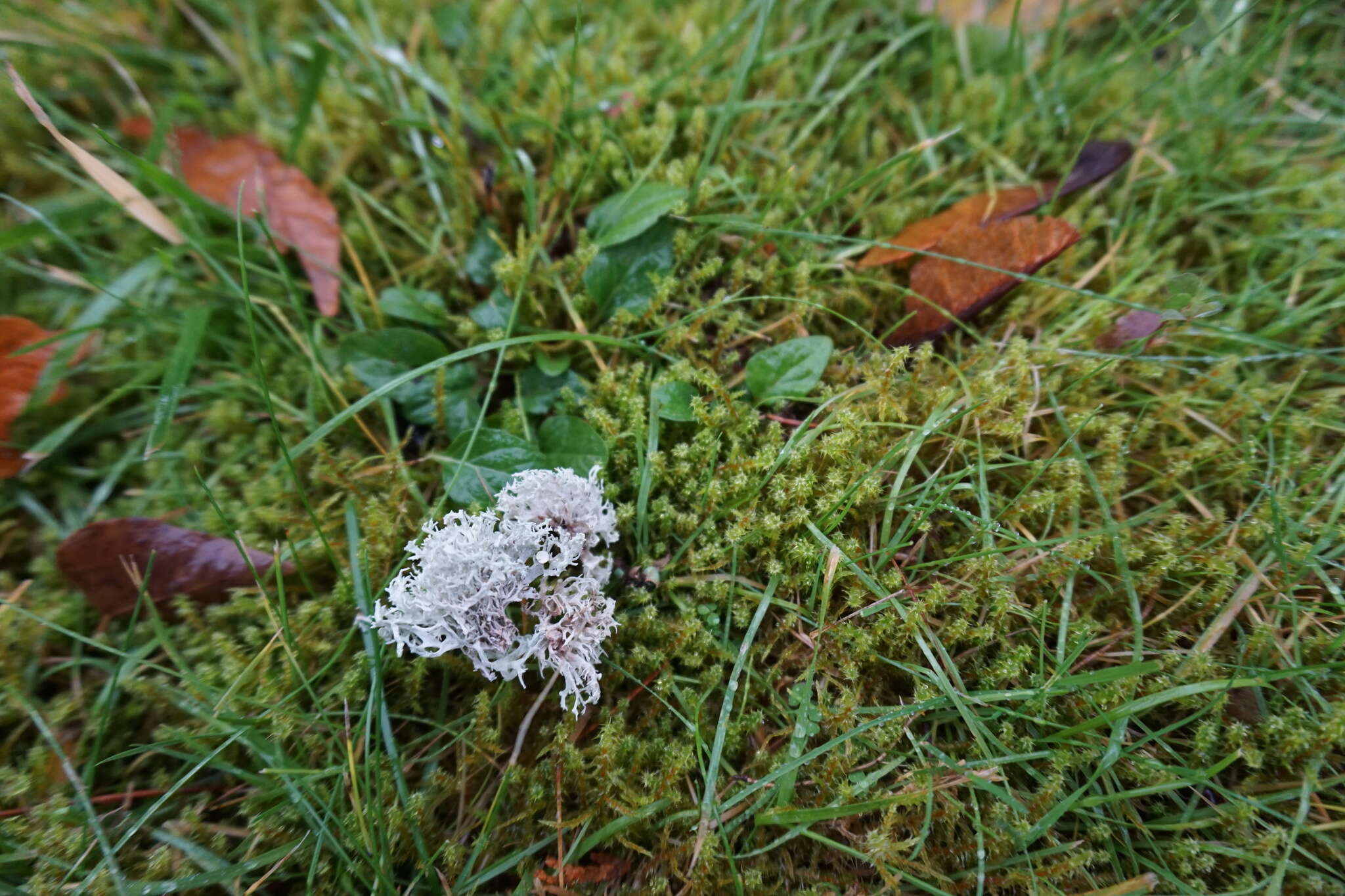 Imagem de Ramalina dilacerata (Hoffm.) Hoffm.